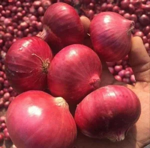 A Nashik Fresh Red Onion